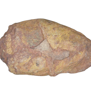 Genuine Permian Age Coprolite for Sale from Texas Red Beds #74
