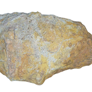 Genuine Permian Age Coprolite for Sale from Texas Red Beds #75