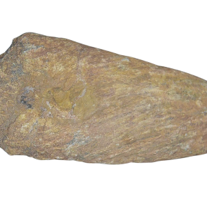 Genuine Permian Age Coprolite for Sale from Texas Red Beds #78