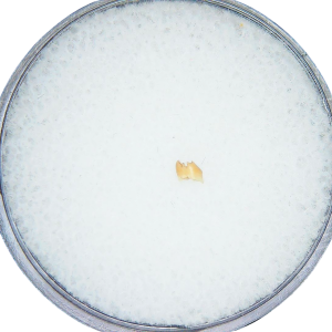 Prosciurus Oligocene Rodent Tooth from Nebraska 1 | Fossils for Sale Genuine Oligocene Age Prosciurus Rodent Tooth for Sale from Nebraska #1