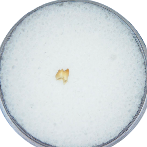 Prosciurus Oligocene Rodent Tooth from Nebraska 2 | Fossils for Sale Genuine Oligocene Age Prosciurus Rodent Tooth for Sale from Nebraska #2