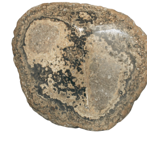 Rare Freshwater Oncolite Stromatolite from Mexico 1 | Fossils for Sale