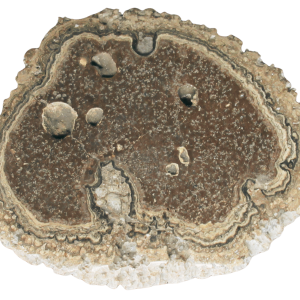 Rare Freshwater Oncolite Stromatolite from Mexico 17 | Fossils for Sale