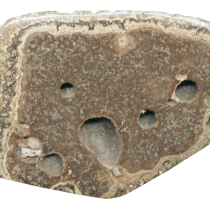 Rare Freshwater Oncolite Stromatolite from Mexico 18 | Fossils for Sale