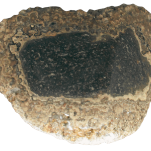Rare Freshwater Oncolite Stromatolite from Mexico 19 | Fossils for Sale
