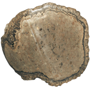 Rare Freshwater Oncolite Stromatolite from Mexico 2 | Fossils for Sale