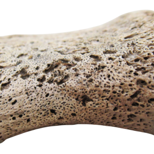 Genuine Cretaceous Age Edmontosaurus Hadrosaur Dinosaur Finger Bone for Sale from South Dakota #1