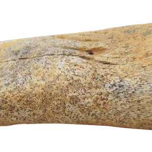 Genuine Cretaceous Age Edmontosaurus Hadrosaur Dinosaur Finger Bone for Sale from South Dakota #2