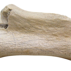 South Dakota Cretaceous Struthiomimus Ornithomimid Dinosaur Tail Vertebra 1 | Fossils for Sale