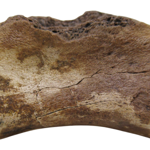 South Dakota Cretaceous Struthiomimus Ornithomimid Dinosaur Tail Vertebra 2 | Fossils for Sale