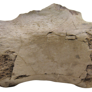South Dakota Cretaceous Struthiomimus Ornithomimid Dinosaur Tail Vertebra 3 | Fossils for Sale
