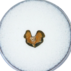 Syntheotodus trisulcatus Devonian Shark Tooth from Iowa 1 | Fossils for Sale Genuine Devonian Age Syntheotodus trisulcatus Shark Tooth for Sale from Iowa #1