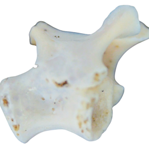 Abyssomedon williamsi Parareptile Fossil for Sale from Oklahoma #1