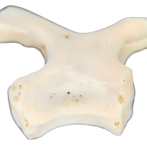 Abyssomedon williamsi Parareptile Fossil for Sale from Oklahoma #2