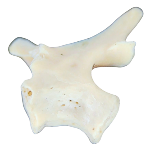 Abyssomedon williamsi Parareptile Fossil for Sale from Oklahoma #3