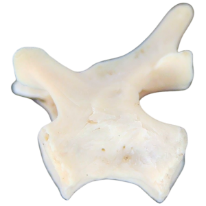 Abyssomedon williamsi Parareptile Fossil for Sale from Oklahoma #4