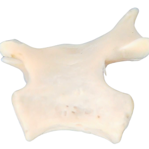 Abyssomedon williamsi Parareptile Fossil for Sale from Oklahoma #5