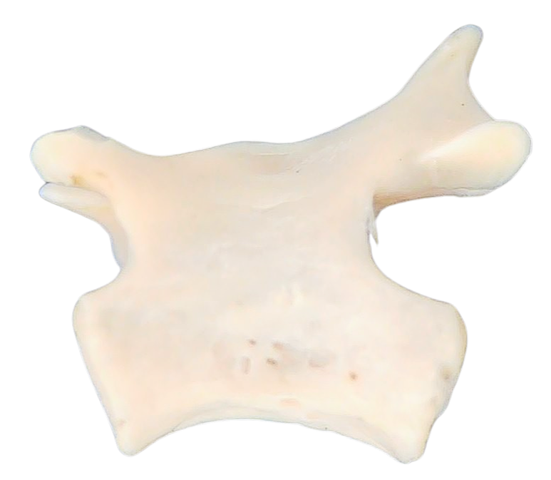 Abyssomedon williamsi Parareptile Fossil for Sale from Oklahoma 5 | Fossils for Sale Genuine Permian Age Abyssomedon williamsi Parareptile Fossil For Sale from Oklahoma #5