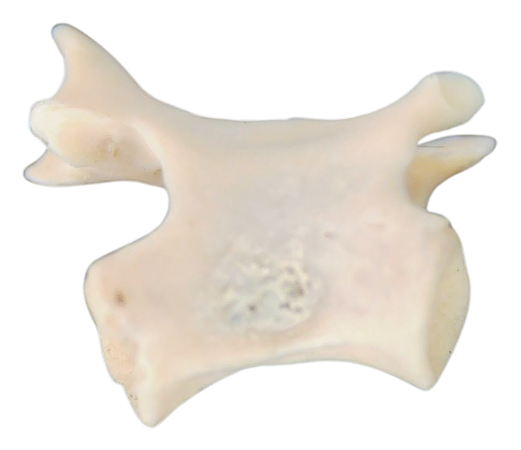 Abyssomedon williamsi Parareptile Fossil for Sale from Oklahoma 5a | Fossils for Sale Genuine Permian Age Abyssomedon williamsi Parareptile Fossil For Sale from Oklahoma #5a