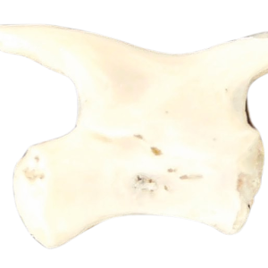 Abyssomedon williamsi Parareptile Fossil for Sale from Oklahoma #6