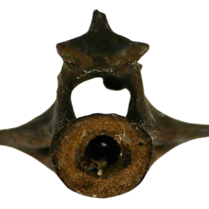 Abyssomedon williamsi Parareptile Fossil for Sale from Oklahoma #7