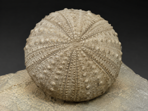 Archaeocidaris illinoisensis Missouri Echinoid for Sale