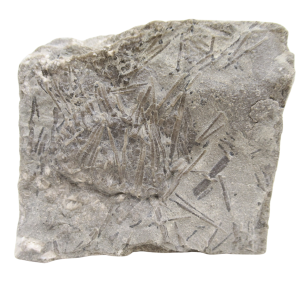 Genuine Mississippian Age Archaeocidaris illinoisensis Missouri Echinoid Fossil For Sale from Missouri #34