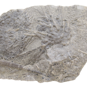 Genuine Mississippian Age Archaeocidaris illinoisensis Missouri Echinoid Fossil For Sale from Missouri #35