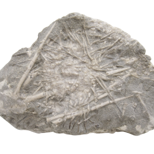 Genuine Mississippian Age Archaeocidaris illinoisensis Missouri Echinoid Fossil For Sale from Missouri #36