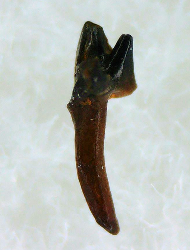 Cimolestes Mammal Insectivore Fossil for Sale 1 | Fossils for Sale Cimolestes Mammal Insectivore Fossil for Sale #1