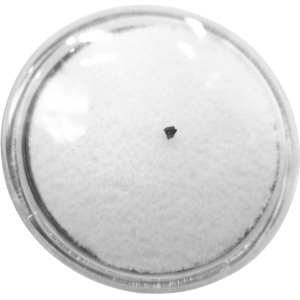 Cimolestes Mammal Insectivore Fossil for Sale 11 | Fossils for Sale Cimolestes Mammal Insectivore Fossil for Sale #11