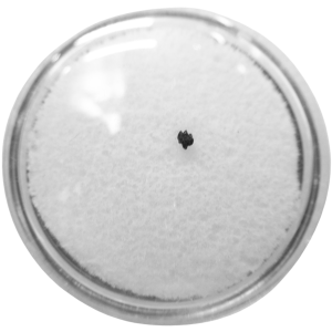 Cimolestes Mammal Insectivore Fossil for Sale 13 | Fossils for Sale Cimolestes Mammal Insectivore Fossil for Sale #13