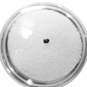 Cimolestes Mammal Insectivore Fossil for Sale 15 | Fossils for Sale Cimolestes Mammal Insectivore Fossil for Sale #15
