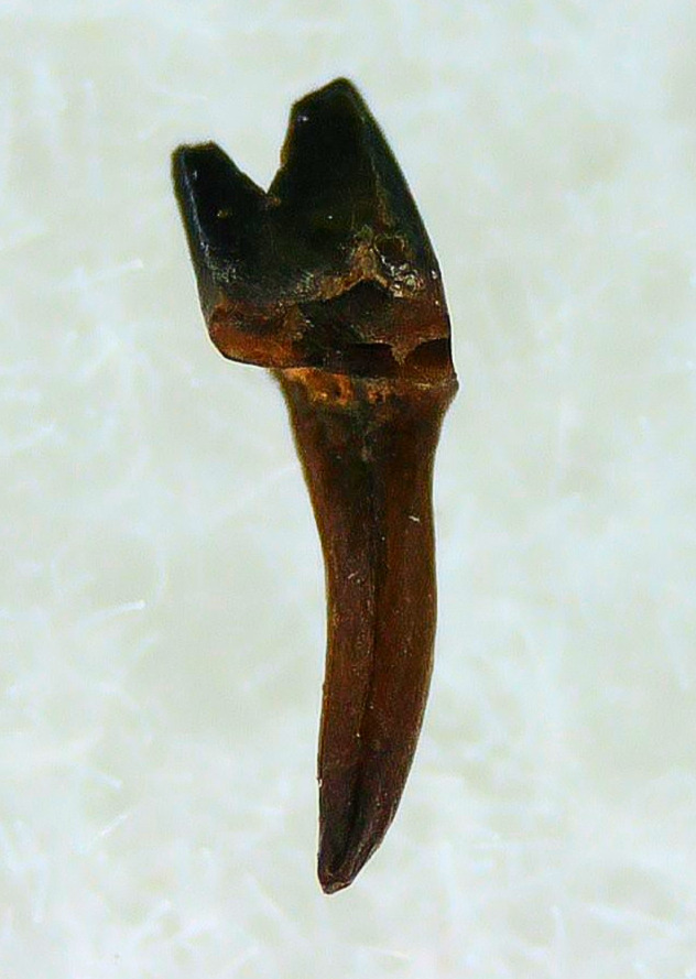 Cimolestes Mammal Insectivore Fossil for Sale 1a | Fossils for Sale Cimolestes Mammal Insectivore Fossil for Sale #1a