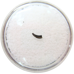 Cimolestes Mammal Insectivore Fossil for Sale #25