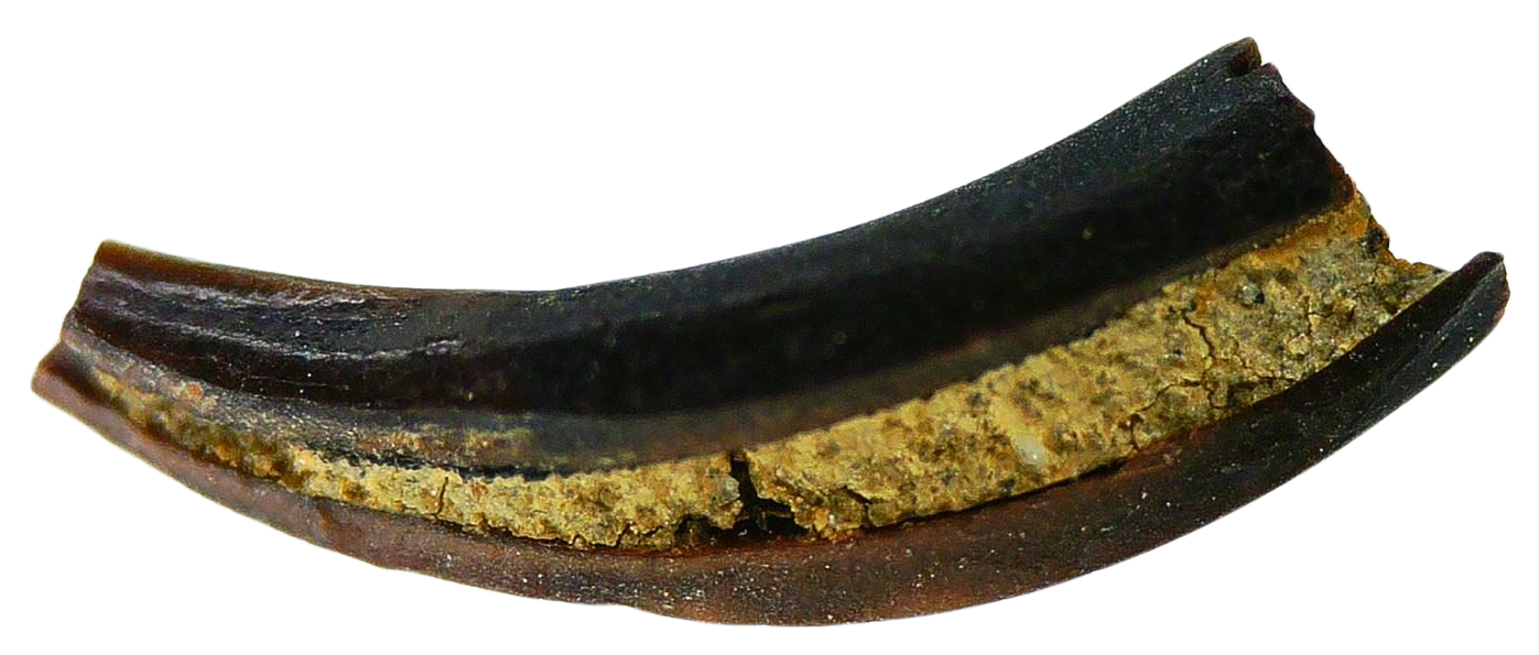Cimolestes Mammal Insectivore Fossil for Sale 25a | Fossils for Sale Cimolestes Mammal Insectivore Fossil for Sale #25a