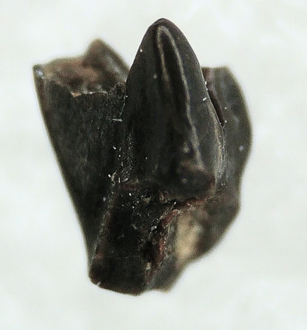 Cimolestes Mammal Insectivore Fossil for Sale 3a | Fossils for Sale