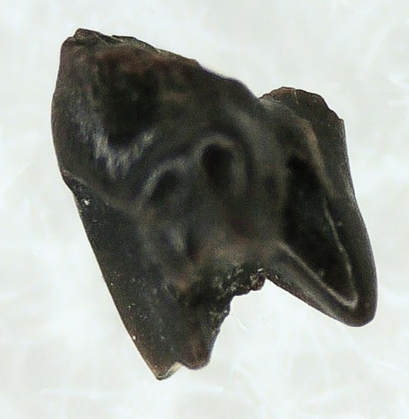 Cimolestes Mammal Insectivore Fossil for Sale 3b | Fossils for Sale