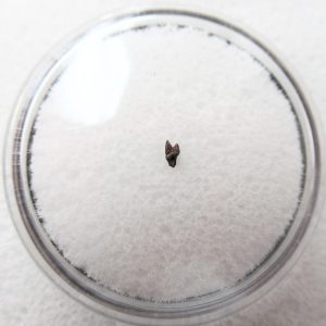 Cimolestes Mammal Insectivore Fossil for Sale #5