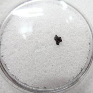 Cimolestes Mammal Insectivore Fossil for Sale #9