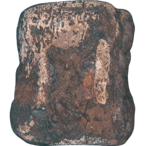 Corythosaurus Tail Vertebra for Sale from Judith River Montana #1
