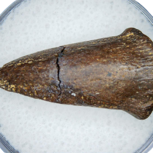 Cretaceous Age Turtle Claw Fossil for Sale from Montana 10 | Fossils for Sale Cretaceous Age Turtle Claw Fossil for Sale from Montana #10