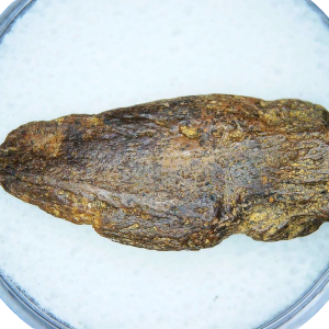 Cretaceous Age Turtle Claw Fossil for Sale from Montana 11 | Fossils for Sale Cretaceous Age Turtle Claw Fossil for Sale from Montana #11