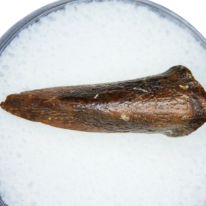 Cretaceous Age Turtle Claw Fossil for Sale from Montana 11 | Fossils for Sale Cretaceous Age Turtle Claw Fossil for Sale from Montana #11