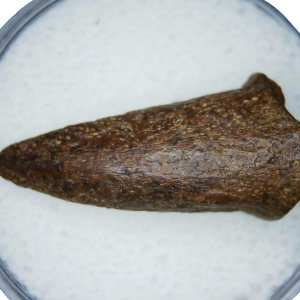 Cretaceous Age Turtle Claw Fossil for Sale from Montana 13 | Fossils for Sale Cretaceous Age Turtle Claw Fossil for Sale from Montana #13