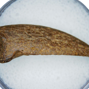 Cretaceous Age Turtle Claw Fossil for Sale from Montana 14 | Fossils for Sale Cretaceous Age Turtle Claw Fossil for Sale from Montana #14