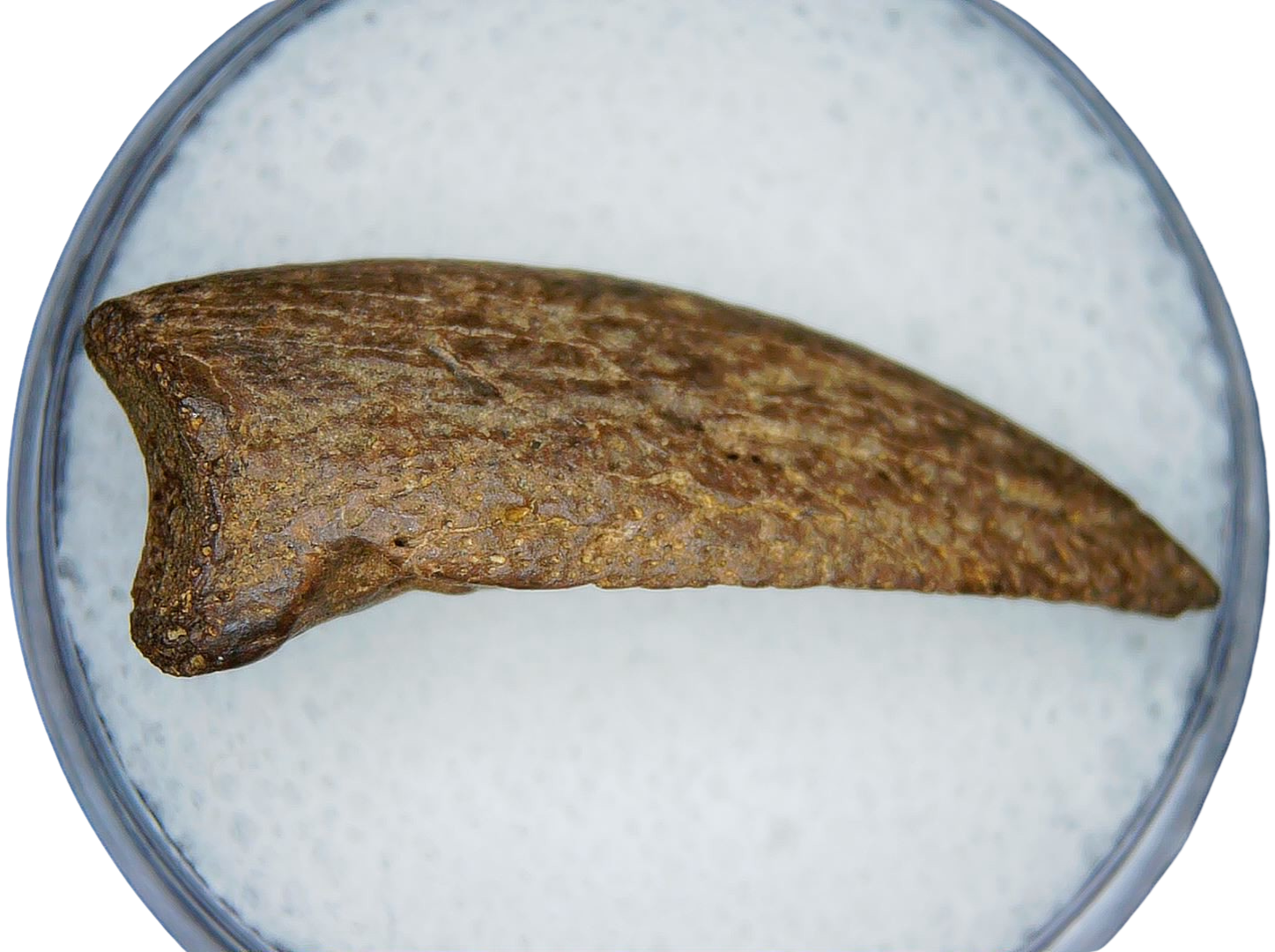 Cretaceous Age Turtle Claw Fossil for Sale from Montana 14 | Fossils for Sale Genuine Cretaceous Age Turtle Claw Fossil For Sale from Montana #14