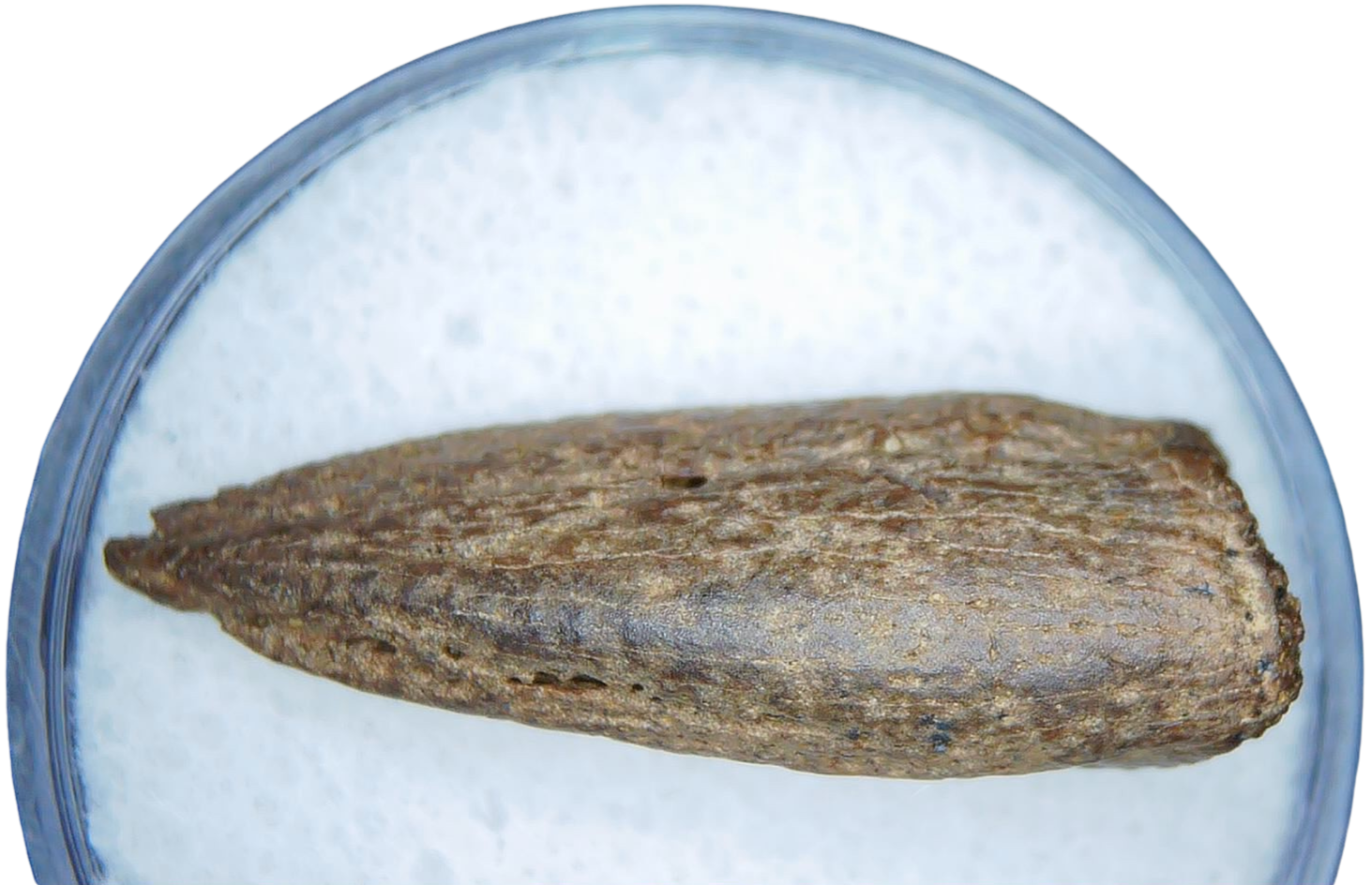 Cretaceous Age Turtle Claw Fossil for Sale from Montana 14A | Fossils for Sale Genuine Cretaceous Age Turtle Claw Fossil For Sale from Montana #14a