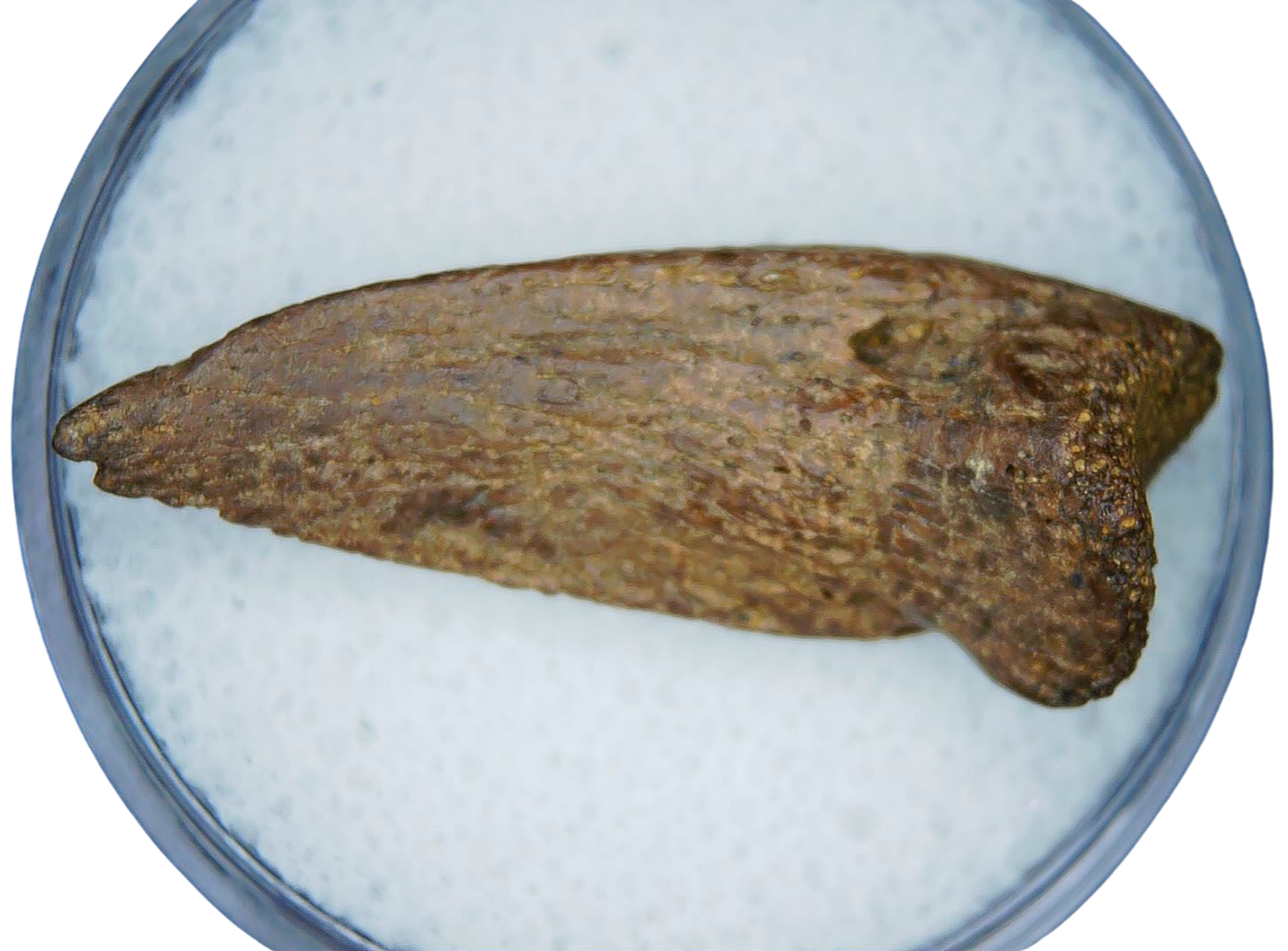 Cretaceous Age Turtle Claw Fossil for Sale from Montana 14b | Fossils for Sale Genuine Cretaceous Age Turtle Claw Fossil For Sale from Montana #14b