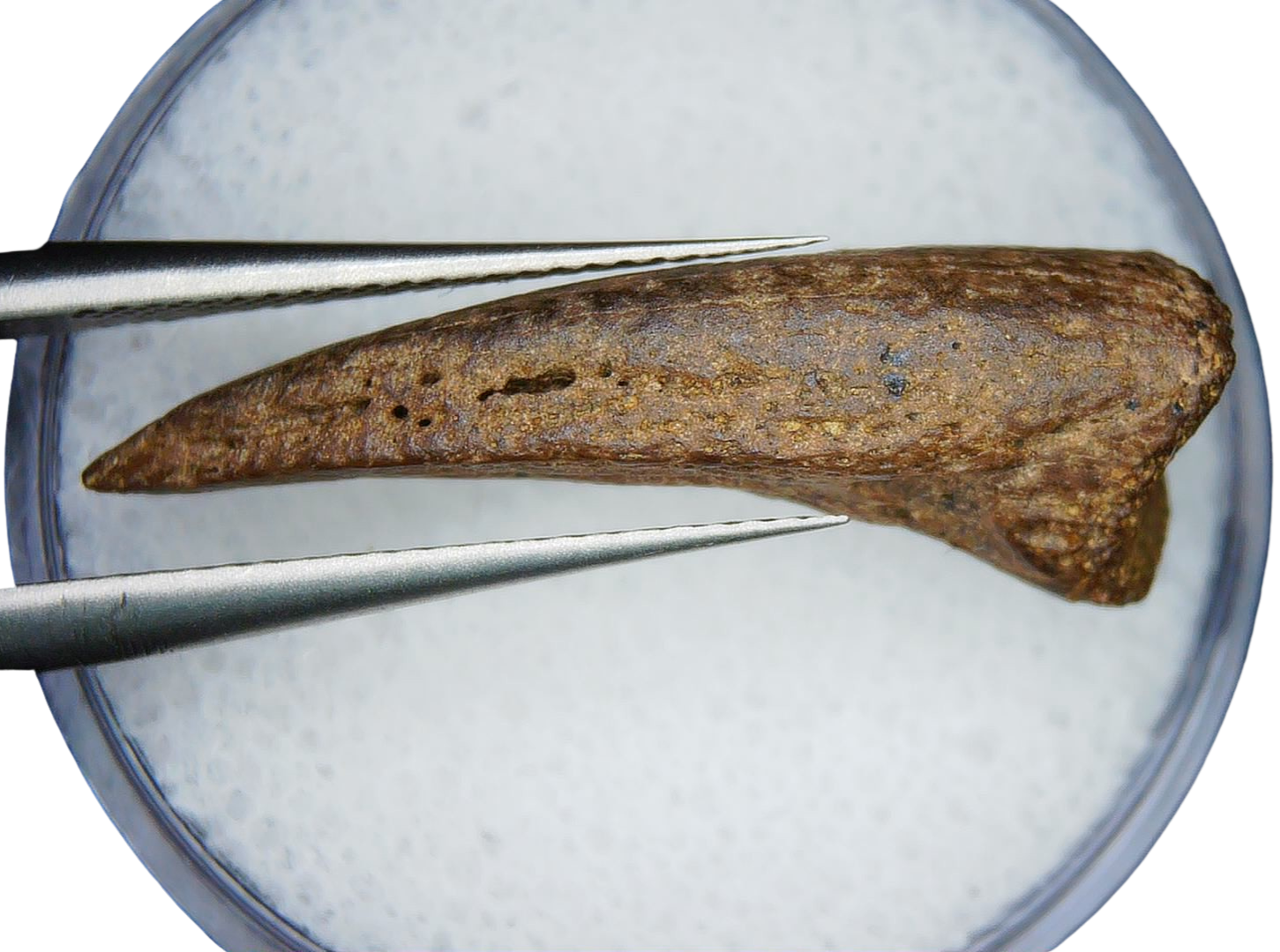 Cretaceous Age Turtle Claw Fossil for Sale from Montana 14c | Fossils for Sale Genuine Cretaceous Age Turtle Claw Fossil For Sale from Montana #14c